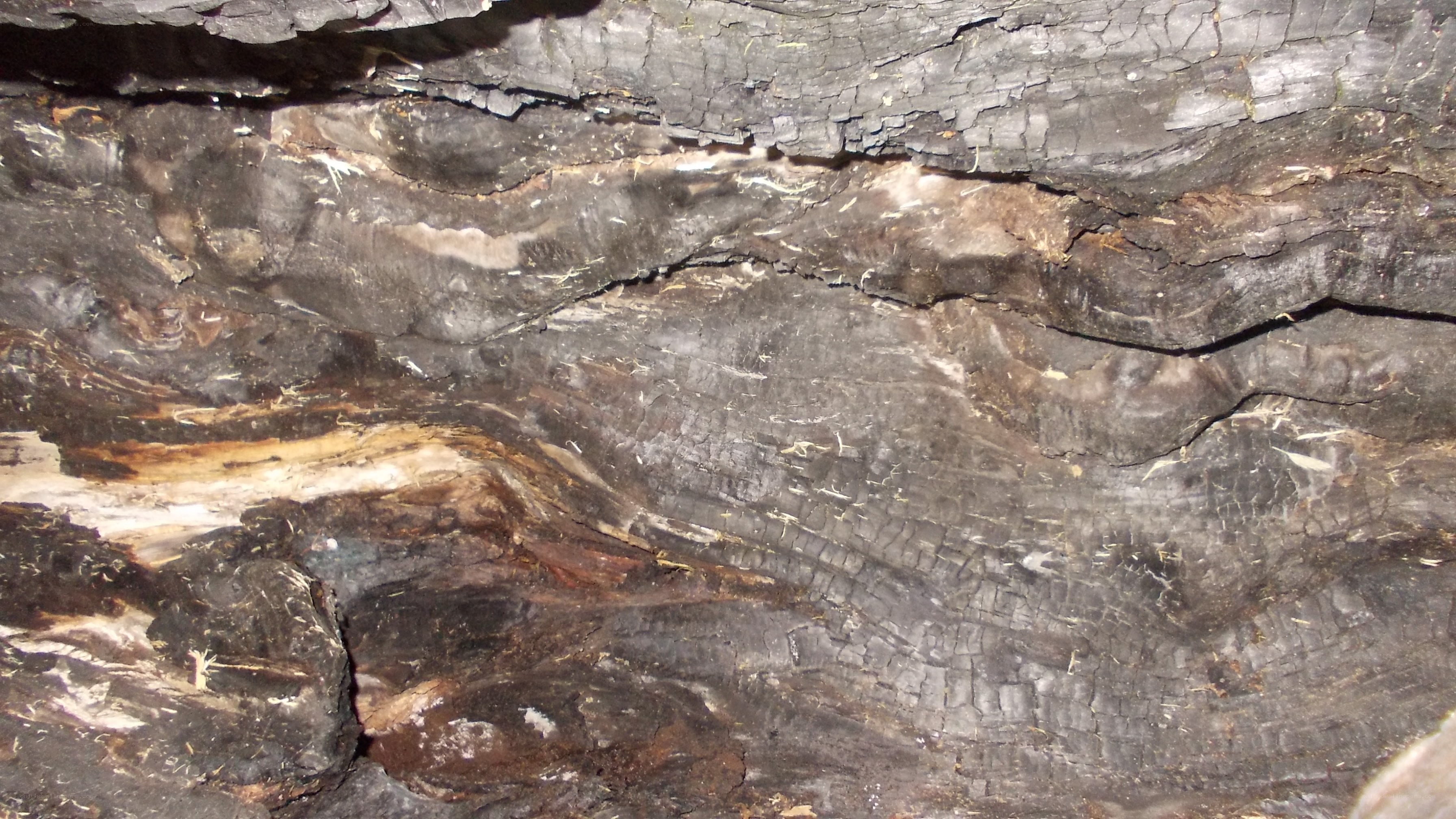 charred wood texture