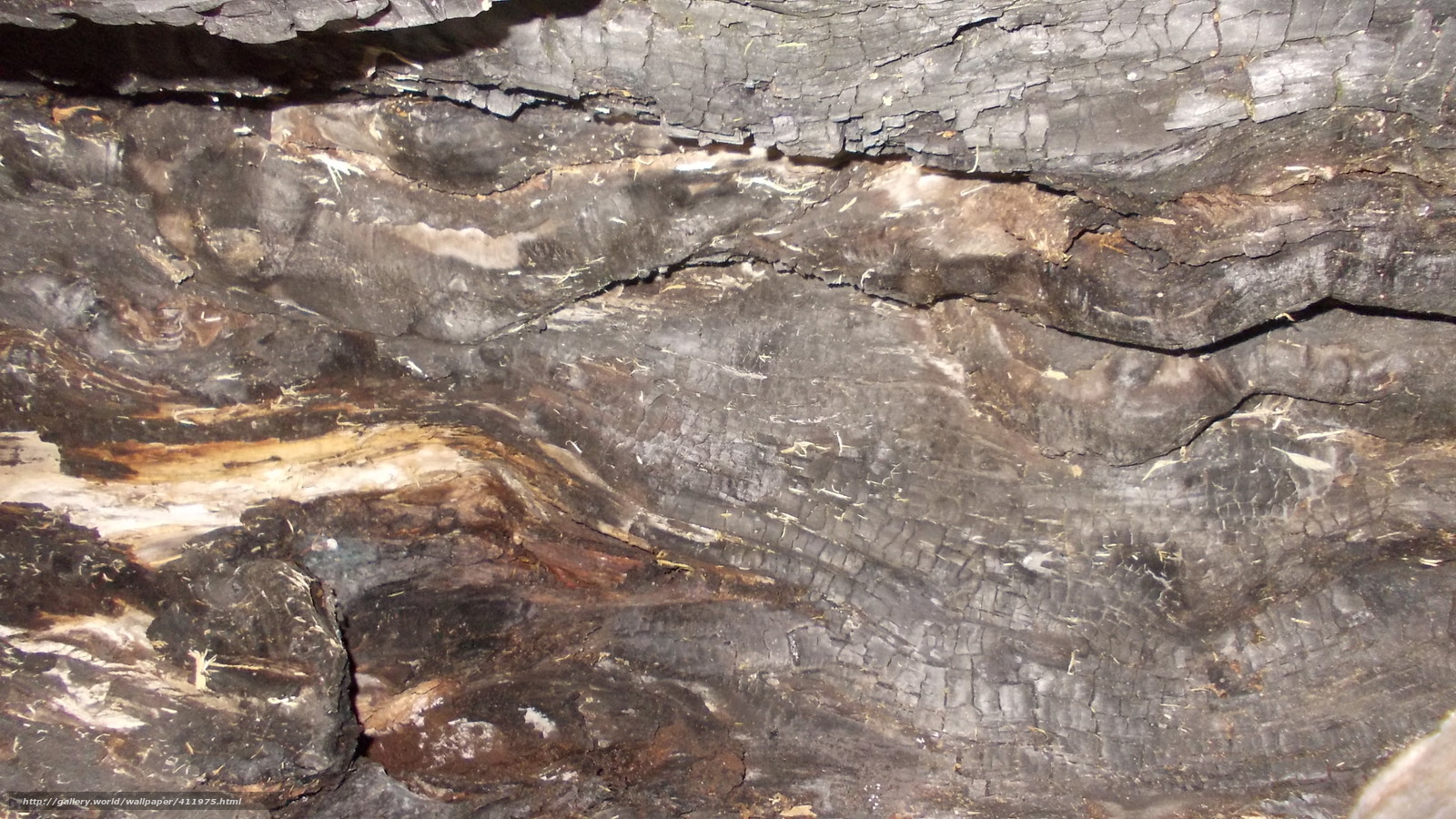 charred wood texture