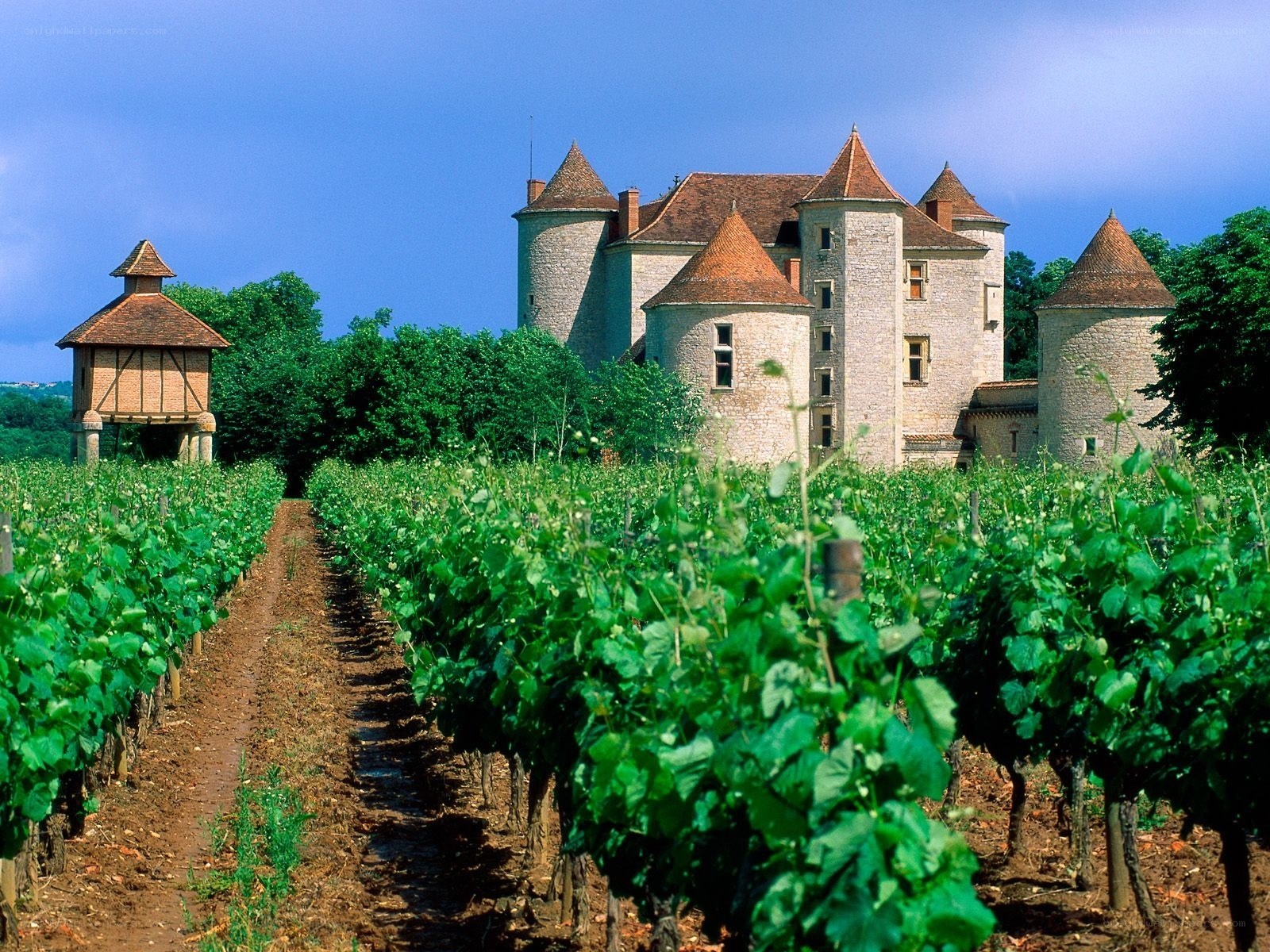 Chateau in a vineyard