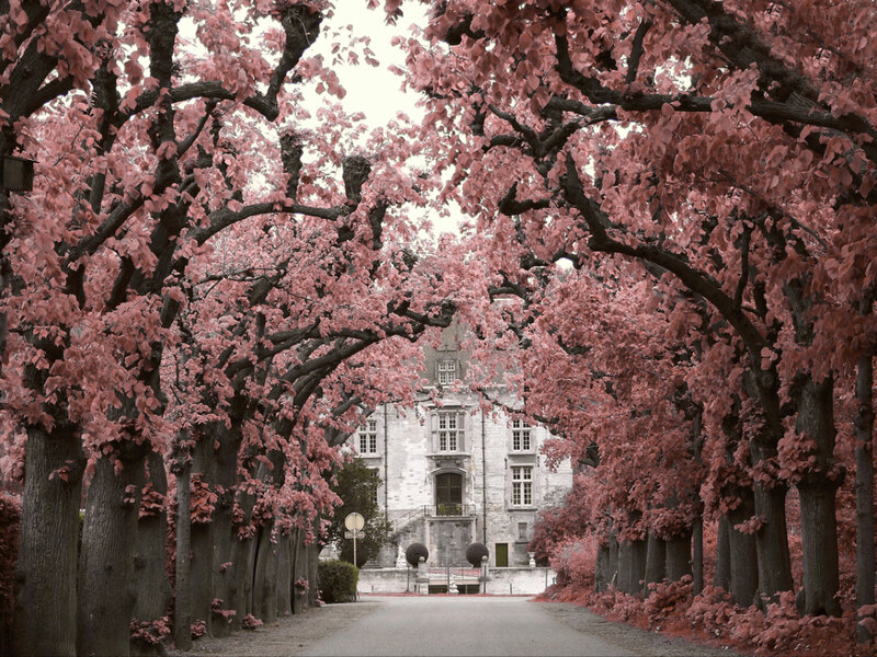 Chateau with Pink Trees