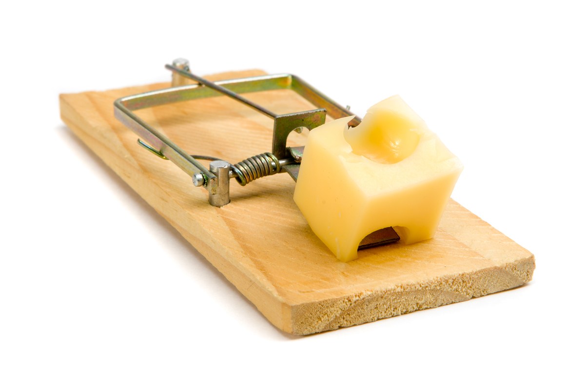 cheese in a mousetrap