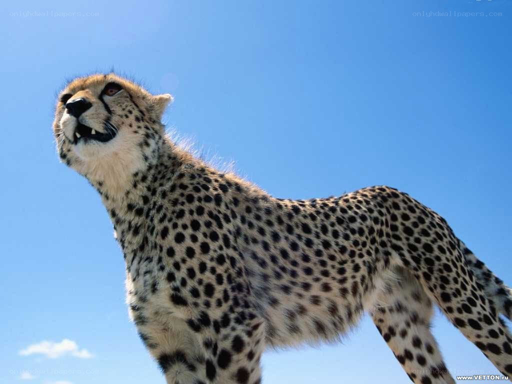 Cheetah against blue sky