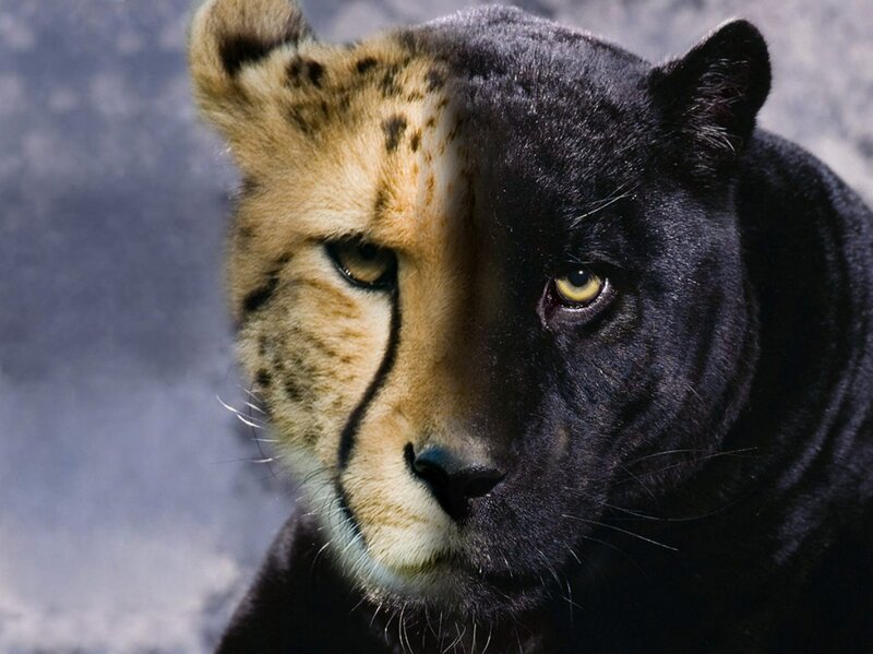 Cheetah and Black Panther