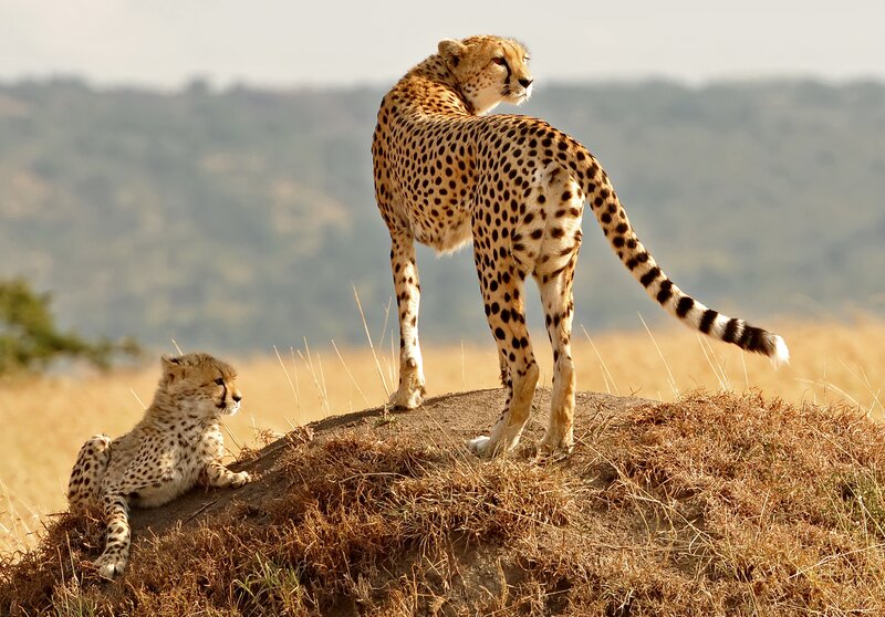Cheetah and Cub — Brown, Calm, Afternoon