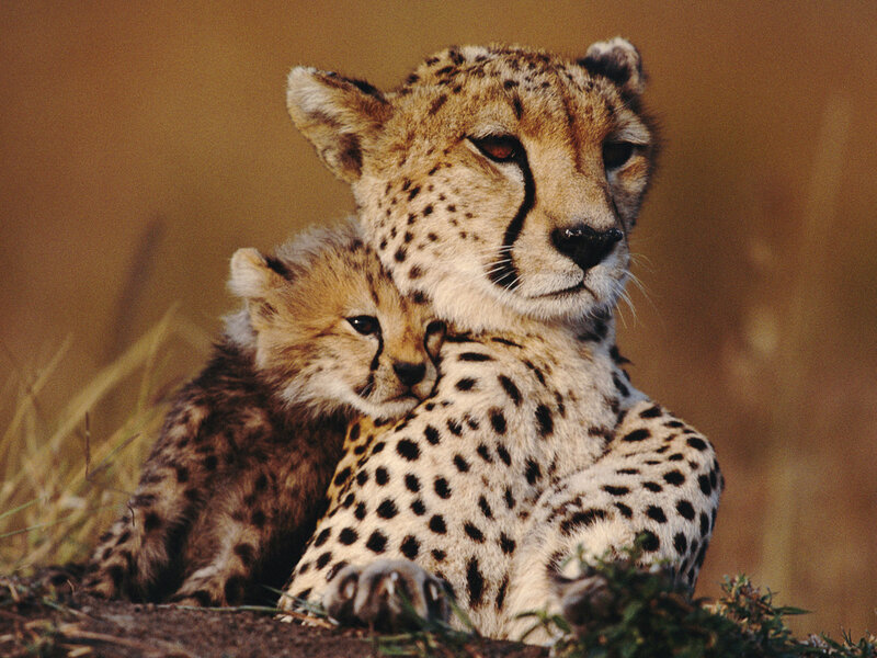 Cheetah and Cub — Brown, Calm