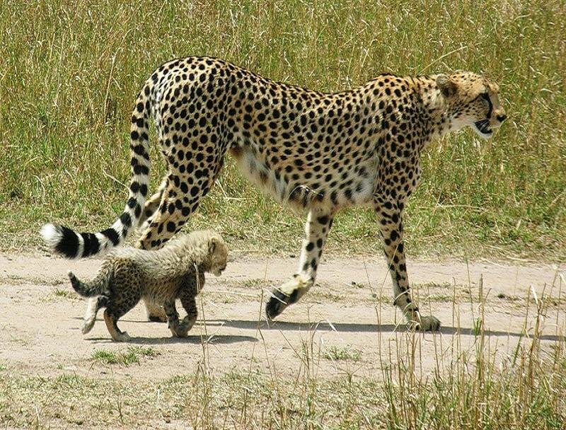 Cheetah and Cub — Brown, Natural