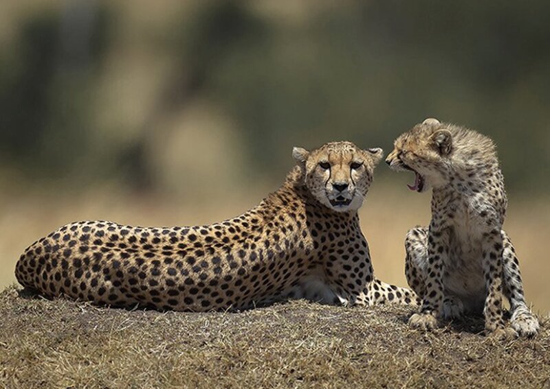 Cheetah and Cub — Brown