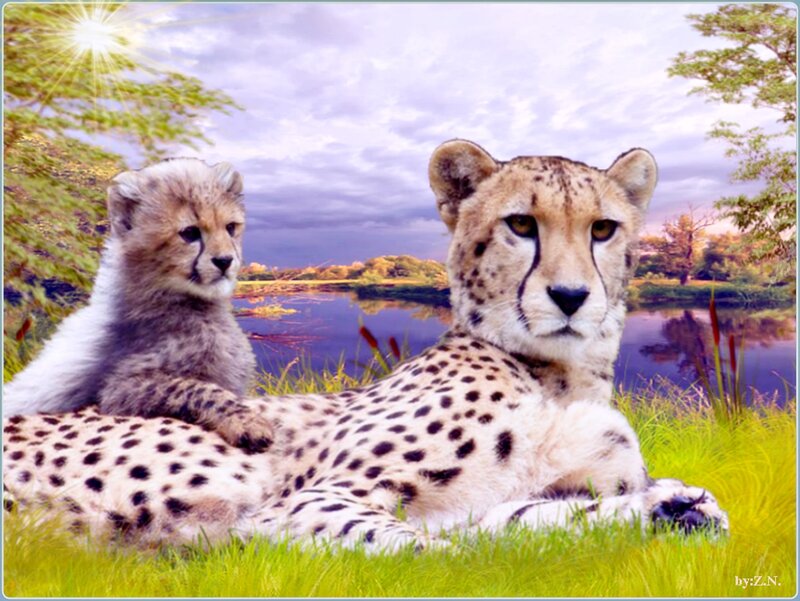 Cheetah and Cub — Green, Serene, Afternoon