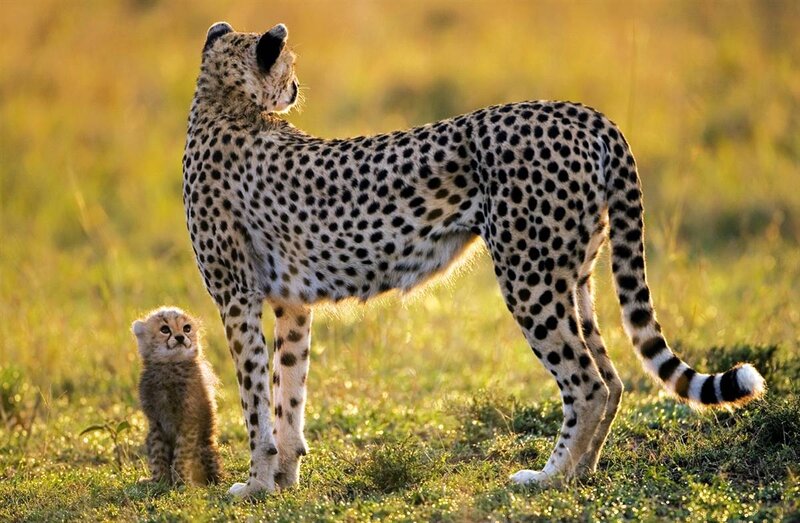 Cheetah and Cub — Green, Serene, Sunset