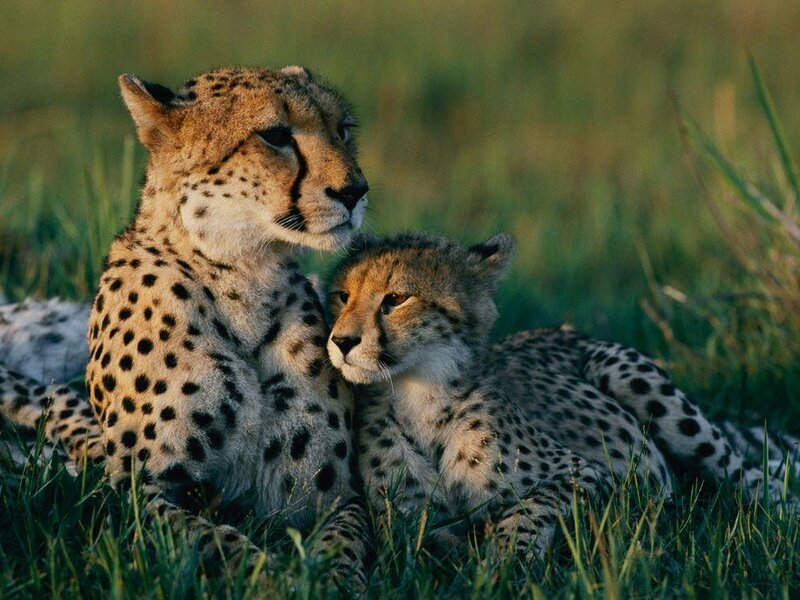 Cheetah and Cub — Green