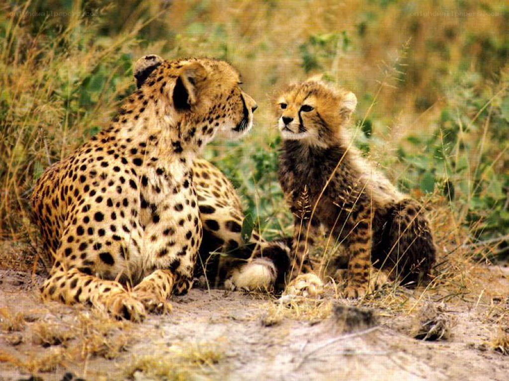 Cheetah and cub in grass