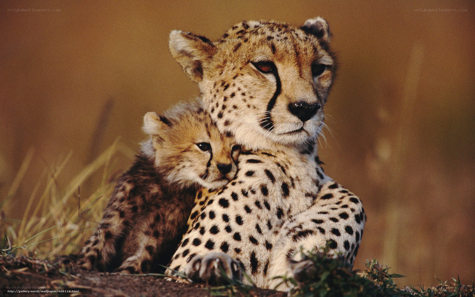 Cheetah and cub resting