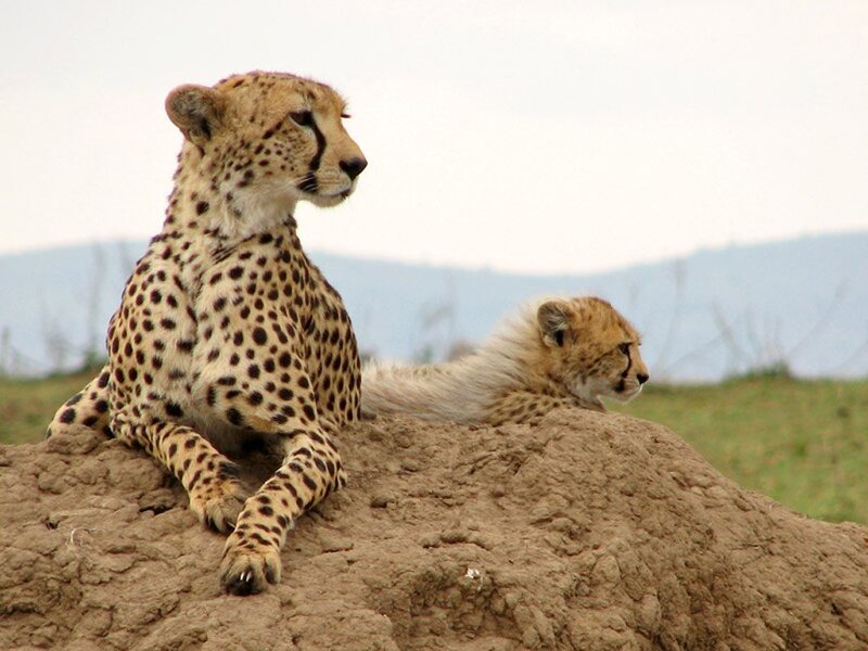 Cheetah and Cub