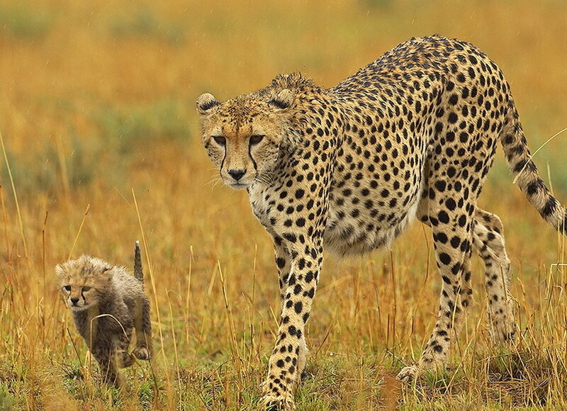 Cheetah and Cub — Yellow, Natural