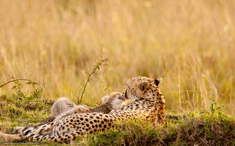 Cheetah and Cub — Yellow, Serene