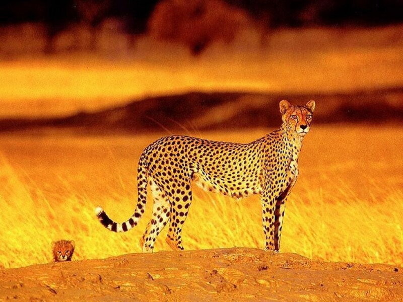 Cheetah and Cub — Yellow