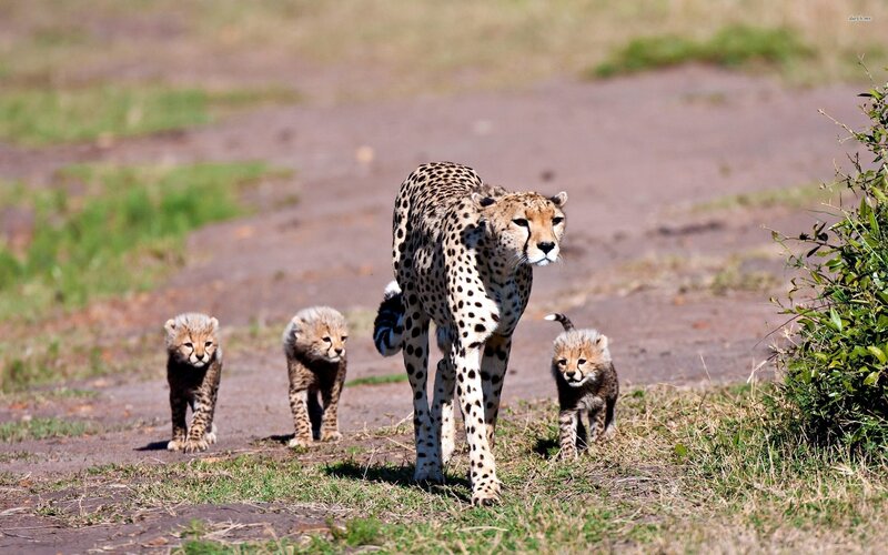 Cheetah and Cubs — Brown, Calm
