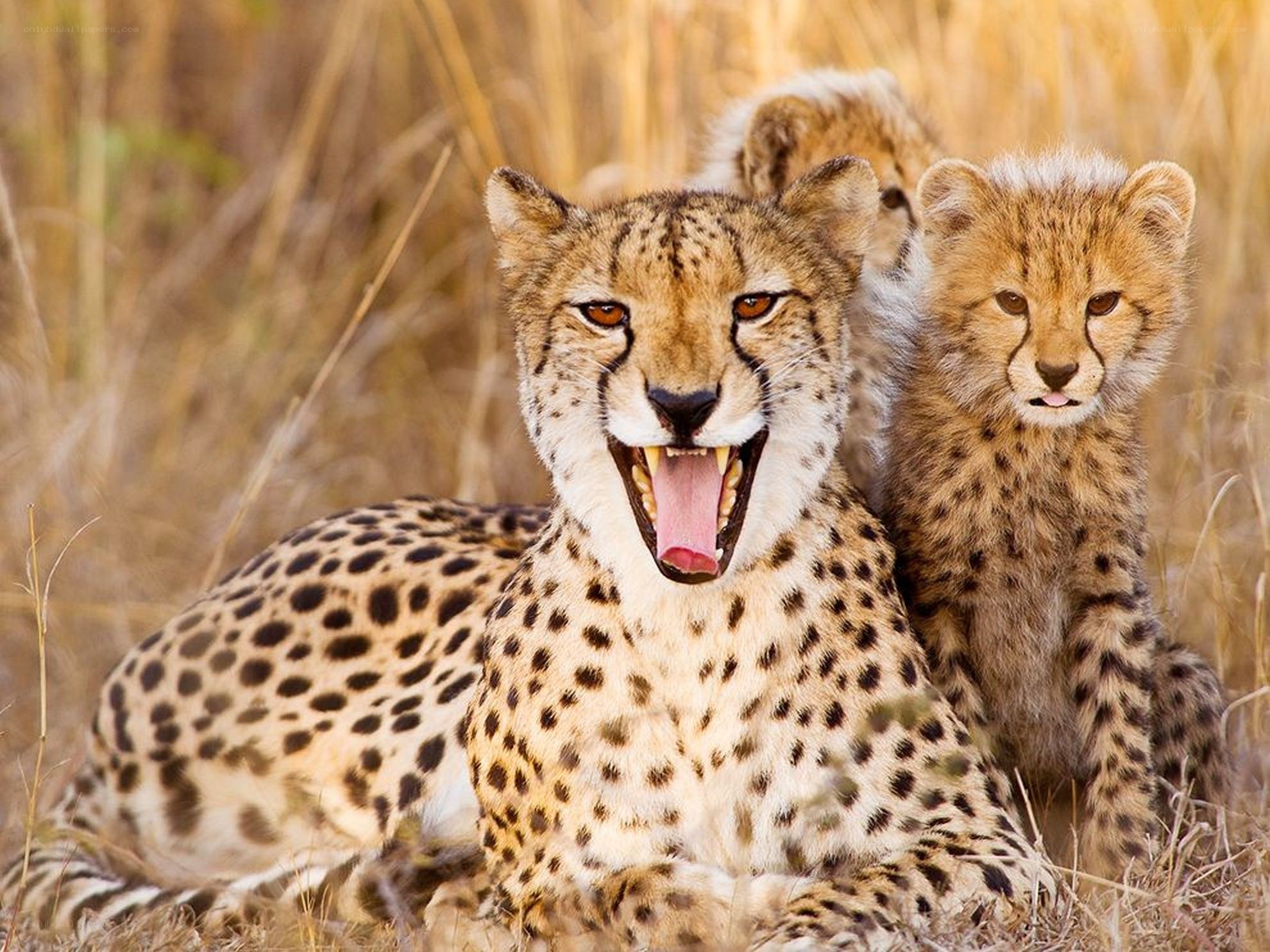 Cheetah and cubs in grass