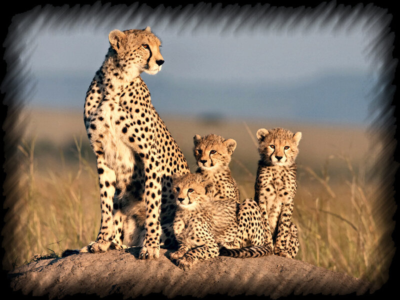 Cheetah and Cubs — Tan