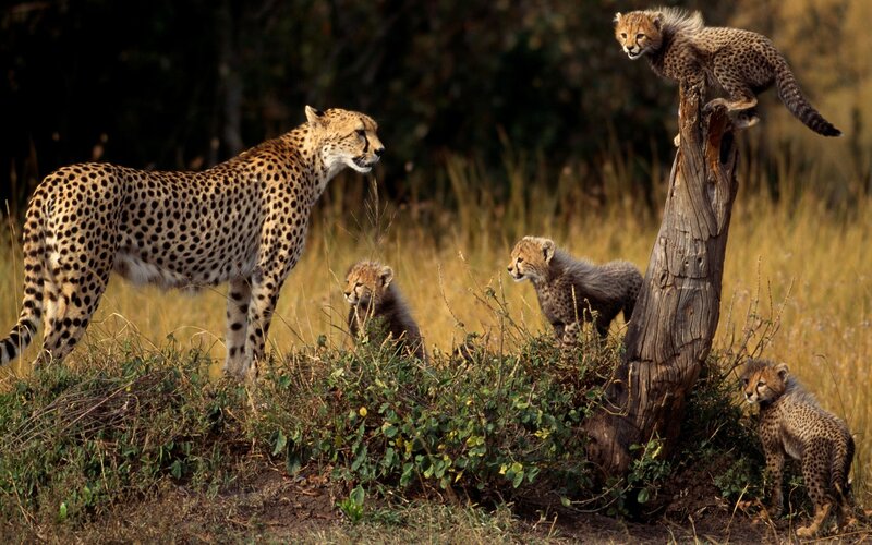 Cheetah and Cubs
