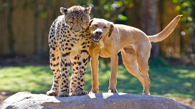 Cheetah and Dog Together