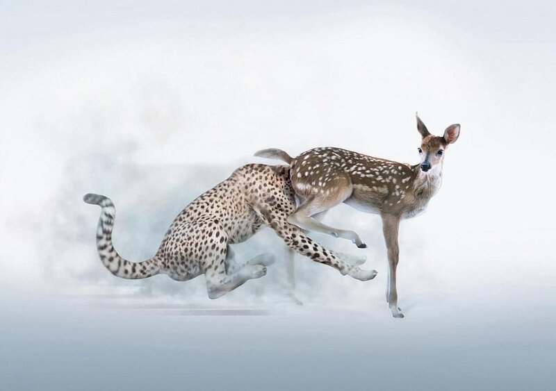 Cheetah and Fawn