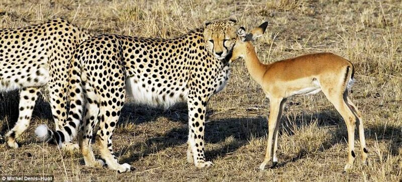 Cheetah and Gazelle