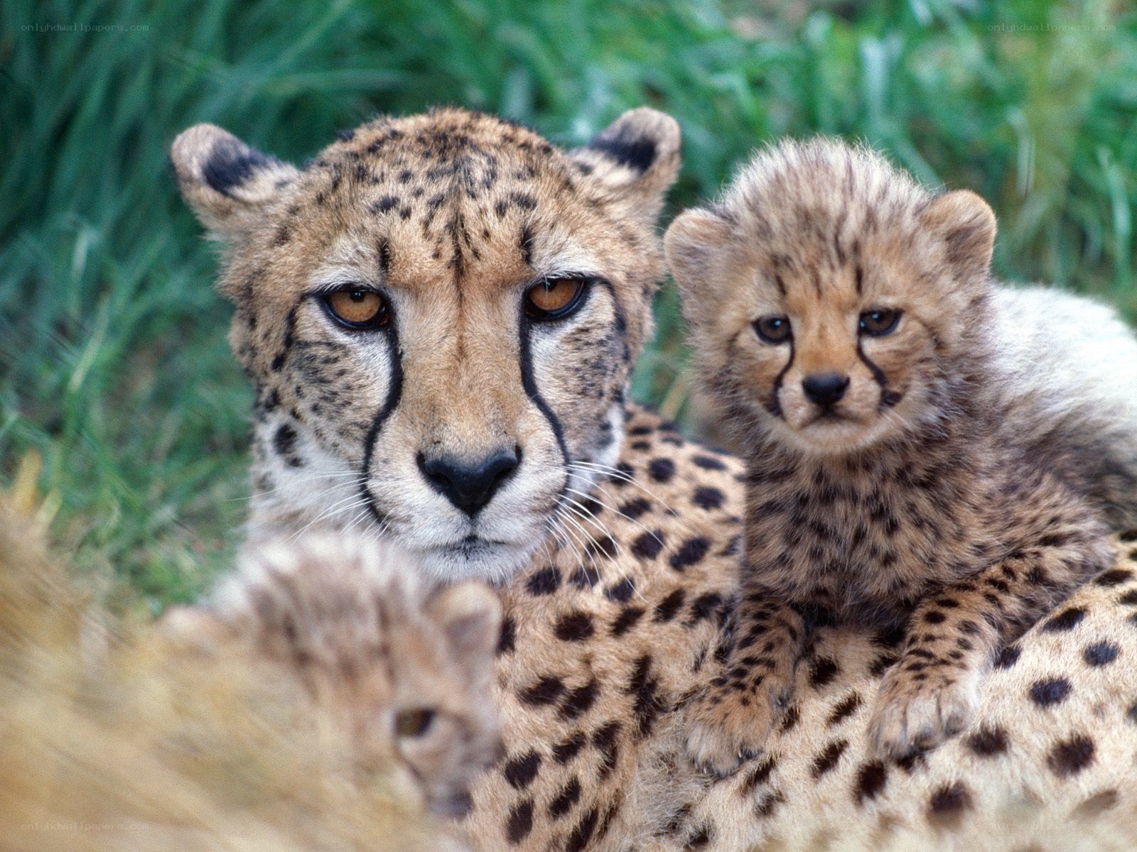 Cheetah and her cubs