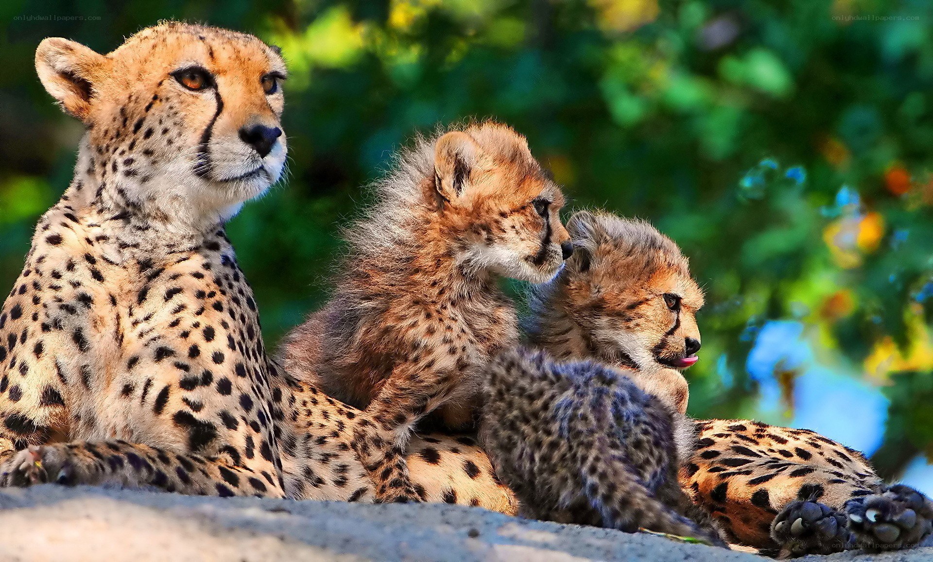 Cheetah and her cubs