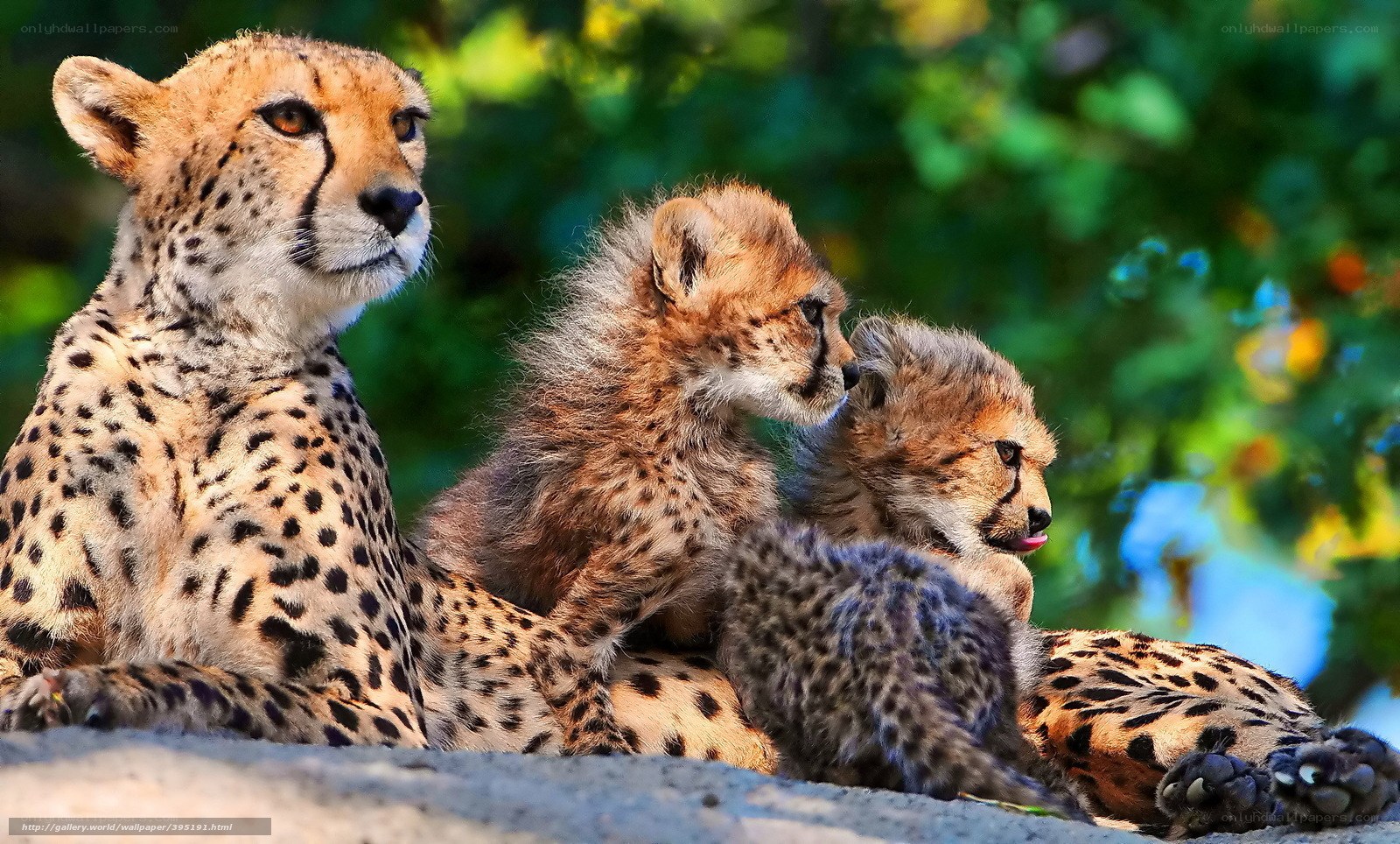 Cheetah and her cubs