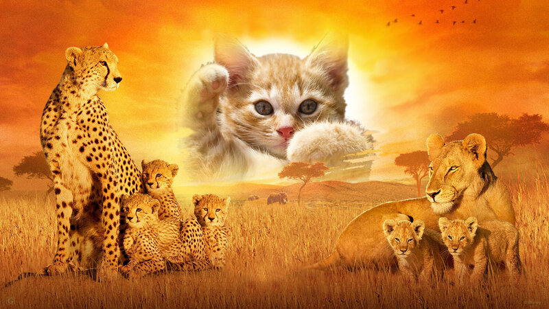 Cheetah and Lion Family — Orange