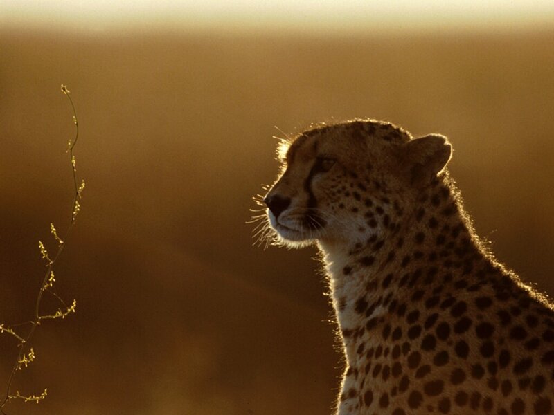 Cheetah at sunset