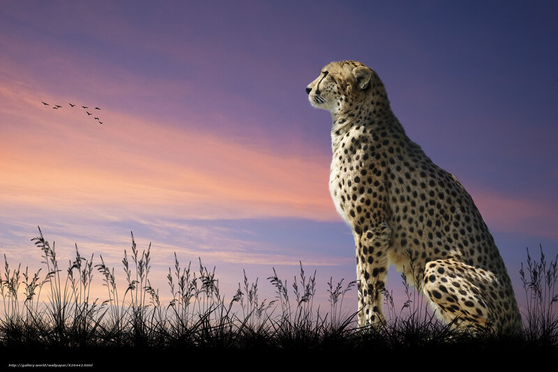 Cheetah at sunset