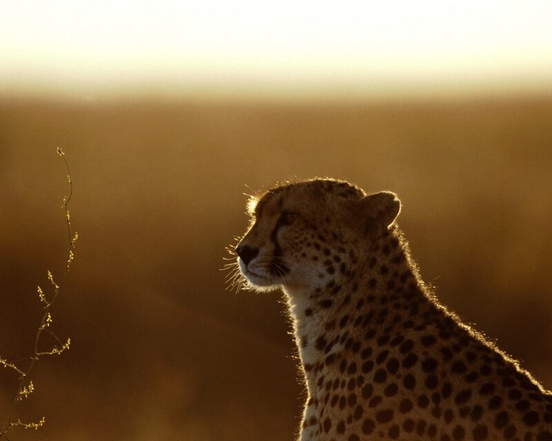 Cheetah at sunset