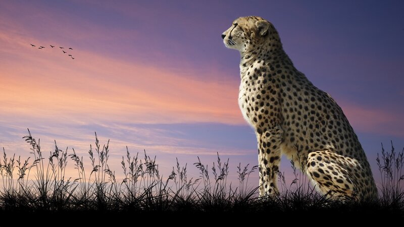 Cheetah at sunset
