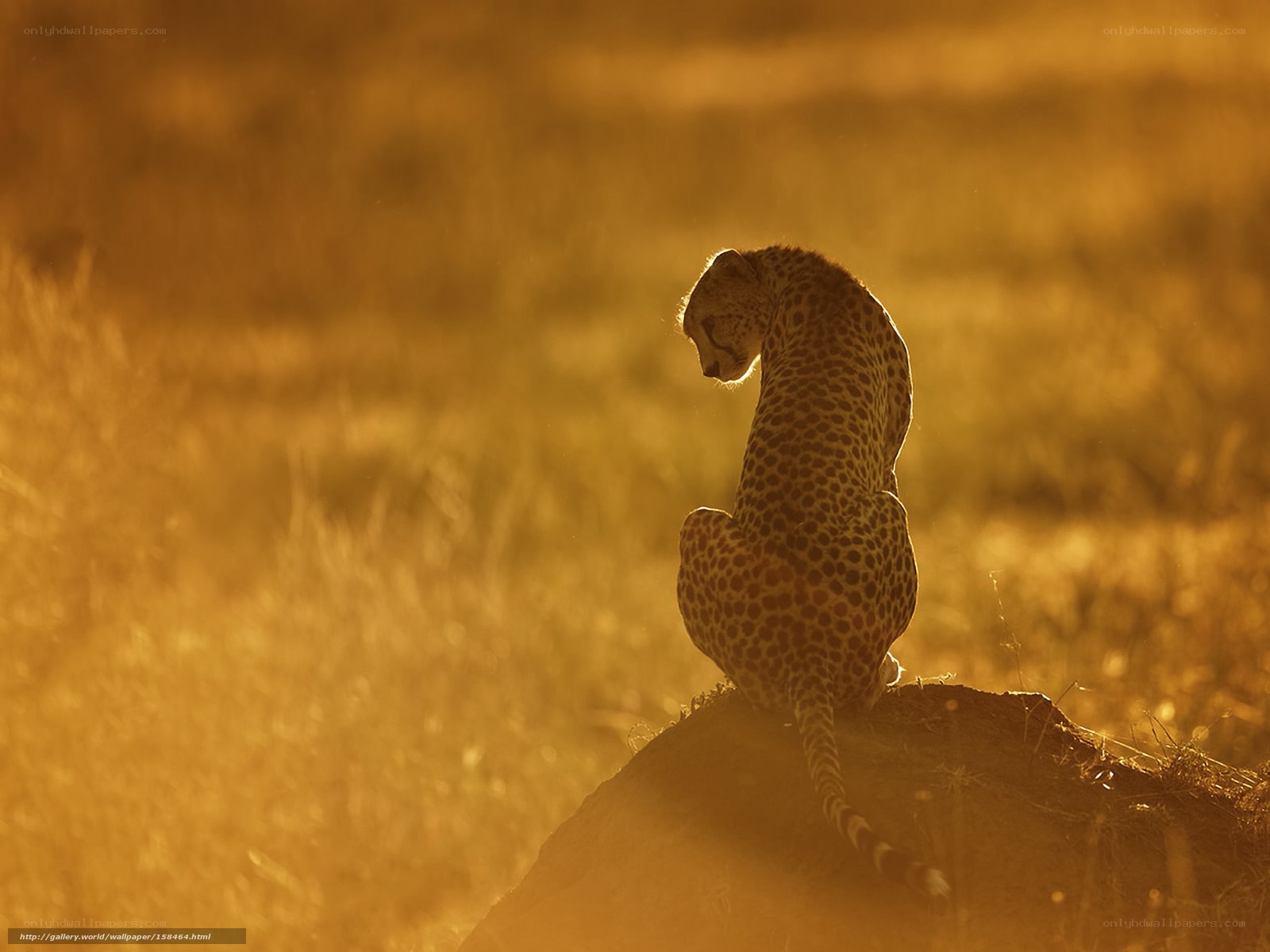 Cheetah at sunset