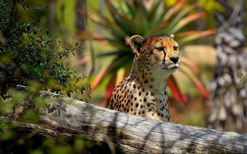 Cheetah Behind Log
