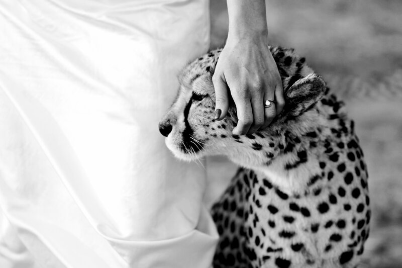 Cheetah Being Petted