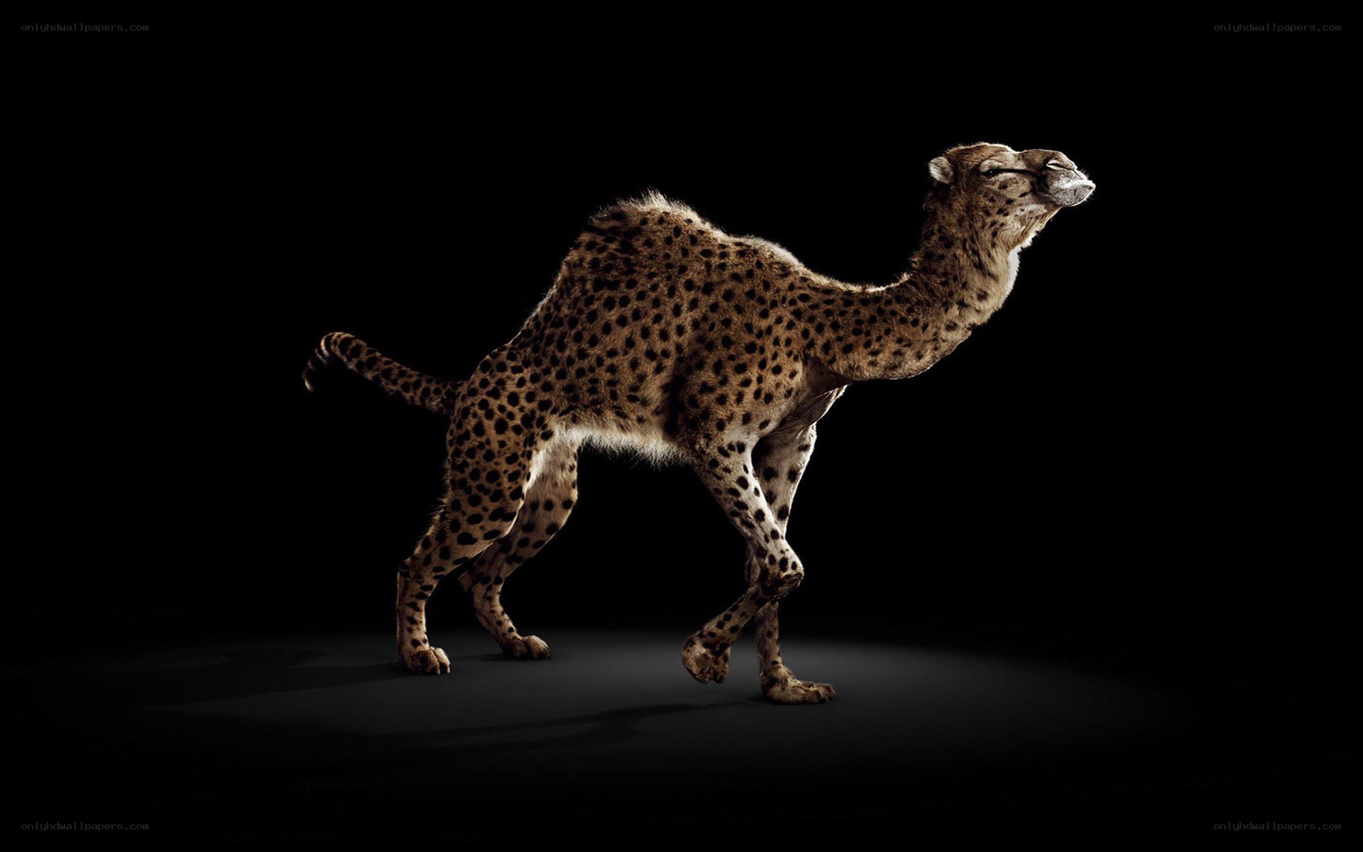 cheetah-camel hybrid