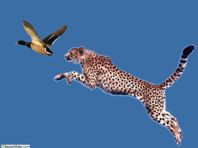 Cheetah chasing a duck