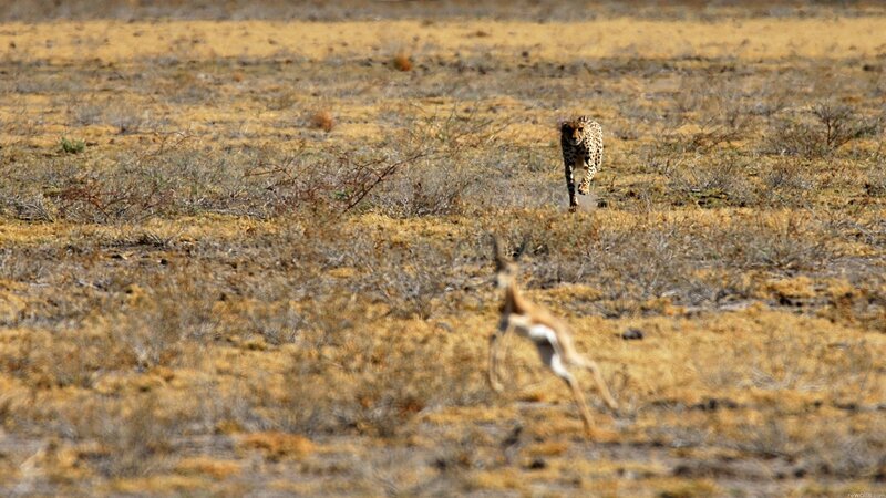 Cheetah chasing antelope