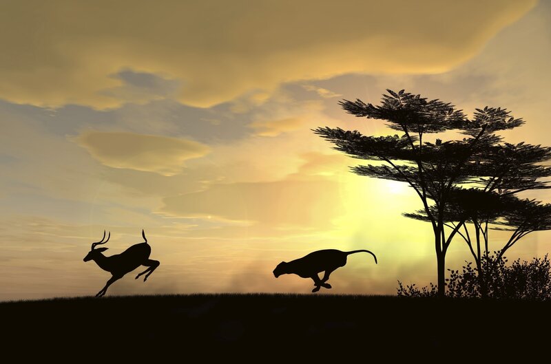 Cheetah chasing antelope at sunset