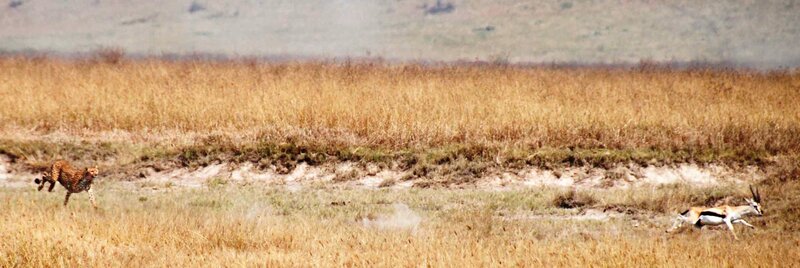 Cheetah Chasing Antelope — Brown, Dramatic