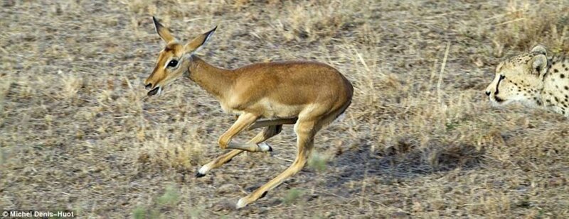 Cheetah Chasing Antelope — Brown