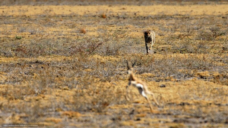 Cheetah chasing antelope
