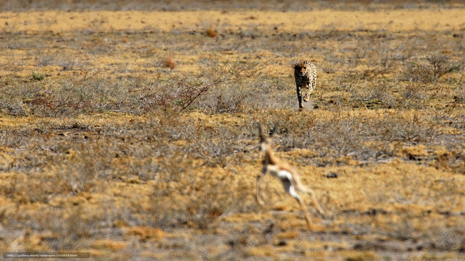 Cheetah chasing antelope