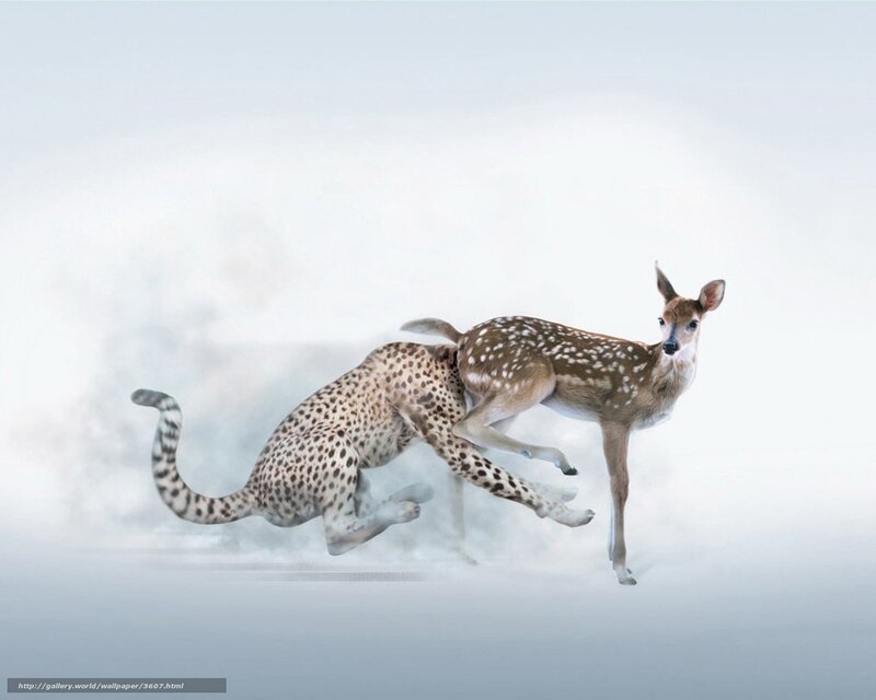 Cheetah chasing fawn