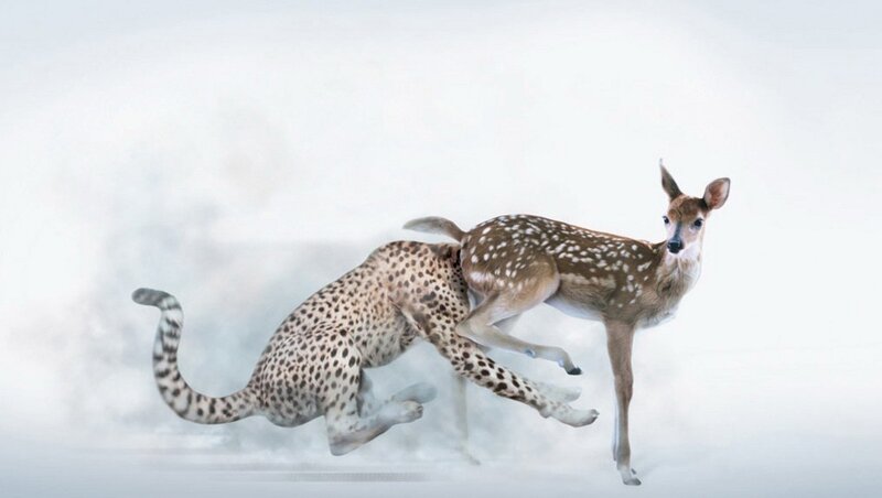 Cheetah Chasing Fawn — White, Dramatic