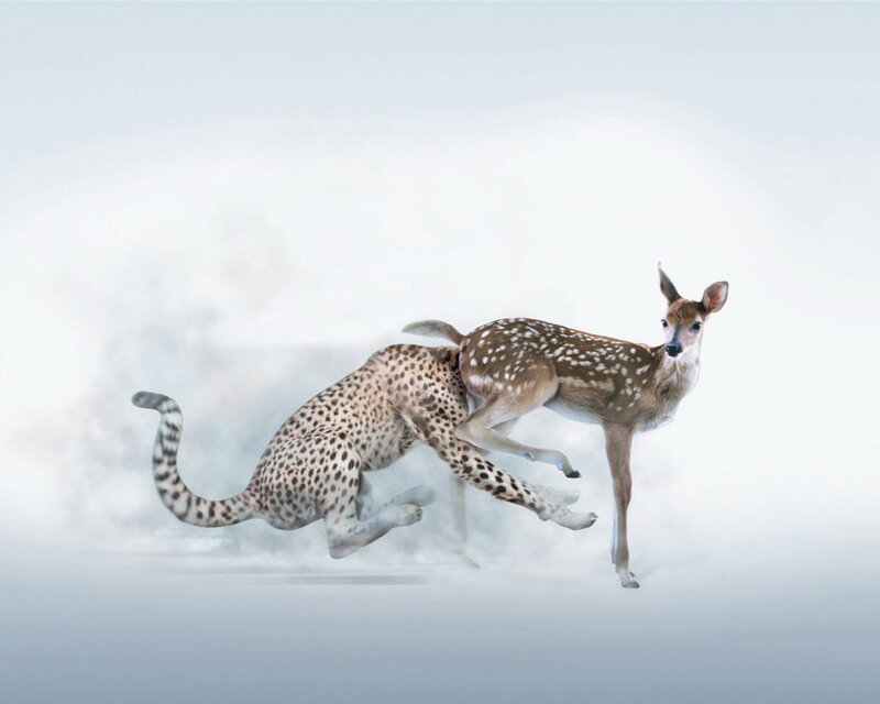 Cheetah Chasing Fawn — White