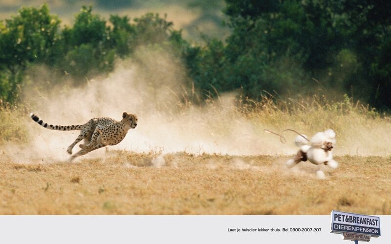 Cheetah Chasing Poodle